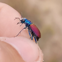 Cicindela scutellaris