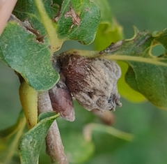 Andricus galeatus