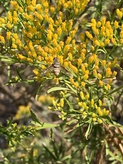 Bombyliidae