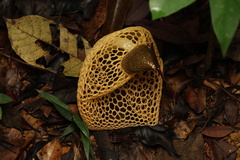 Phallus luteus