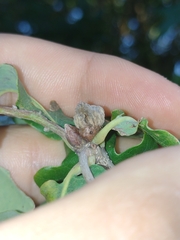 Andricus galeatus