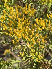 Bombyliidae