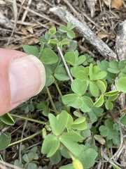 Oxalis pilosa