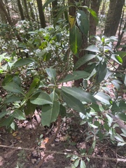 Kalmia latifolia