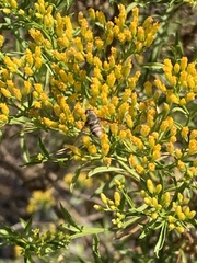 Bombyliidae