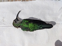 Campylopterus hemileucurus