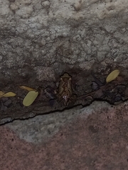 Microhyla