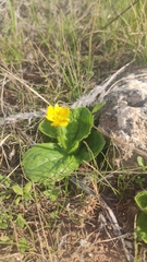 Ranunculus bullatus