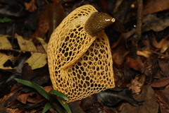 Phallus luteus