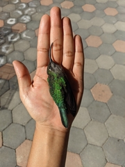 Campylopterus hemileucurus