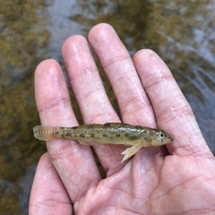 Etheostoma olmstedi