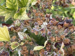 Physocarpus