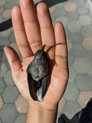 Campylopterus hemileucurus