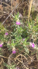 Ajuga iva