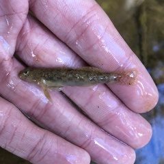 Etheostoma olmstedi