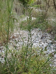 Verbena brasiliensis