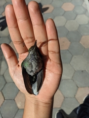 Campylopterus hemileucurus