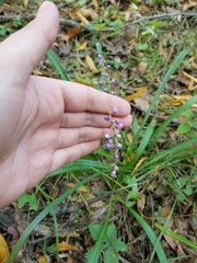 Liriope