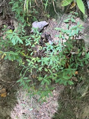 Hypericum hypericoides