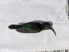 Campylopterus hemileucurus