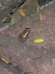 Microhyla