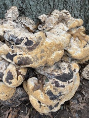 Pseudoinonotus
