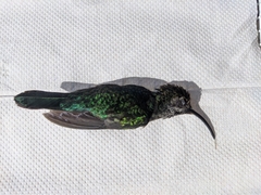 Campylopterus hemileucurus