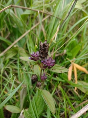 Prunella vulgaris