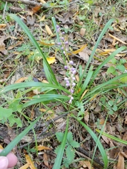 Liriope