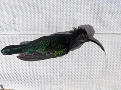 Campylopterus hemileucurus