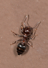 Crematogaster