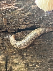Philomycus carolinianus