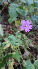 Geranium gracile