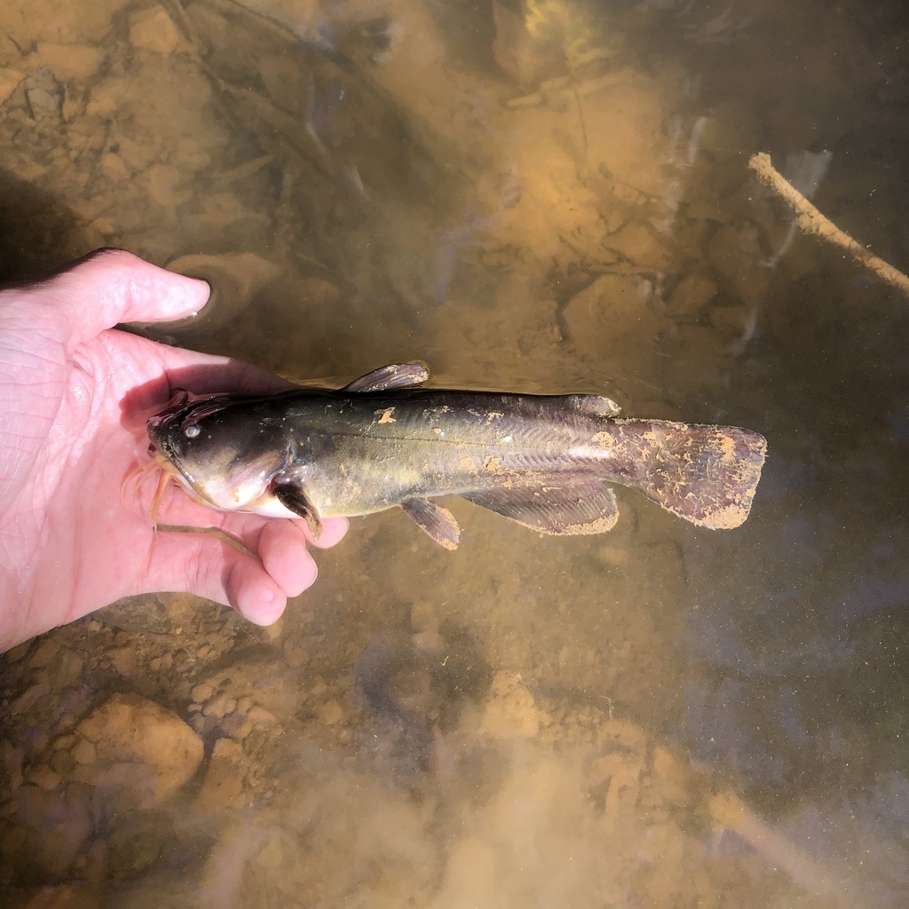 Yellow Bullhead from Lake Fairfax Park, Reston, VA, US on October 08 ...