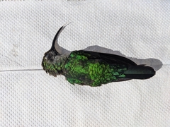 Campylopterus hemileucurus