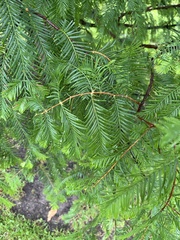 Metasequoia