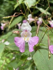 Impatiens balfourii