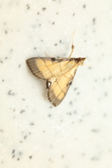 Cnaphalocrocis medinalis