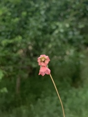 Hermannia coccocarpa