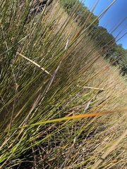 Juncus roemerianus