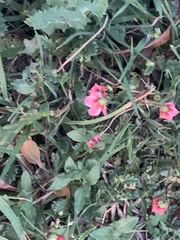 Hermannia coccocarpa