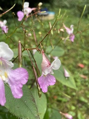 Impatiens balfourii
