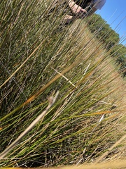 Juncus roemerianus