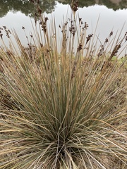 Juncus acutus