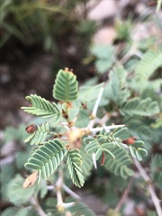 Prosopis reptans