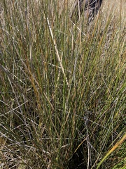 Juncus roemerianus