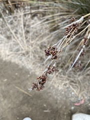 Juncus acutus