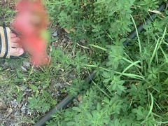 Hermannia coccocarpa