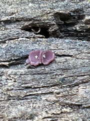 Ascocoryne cylichnium