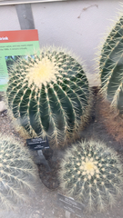 Kroenleinia grusonii